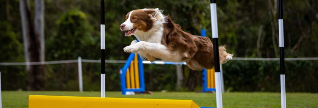 bdtc agility banner