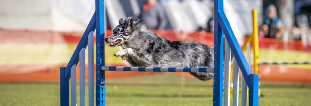 bdtc agility comp