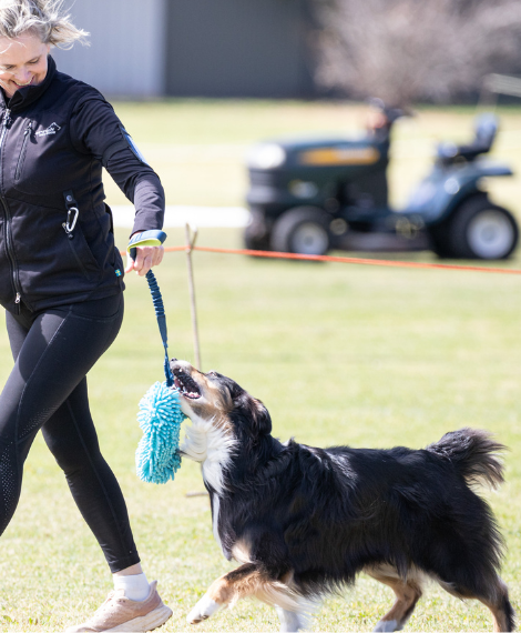bdtc agility with tug