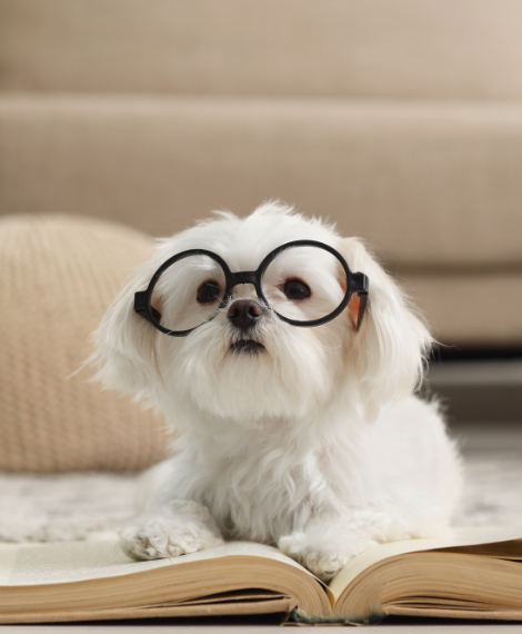 bdtc dog reading a book