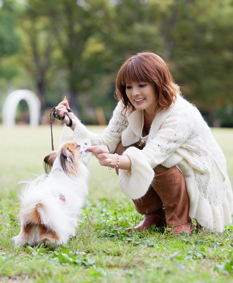 bdtc family dog rewards