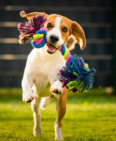 bdtc family dog with tug