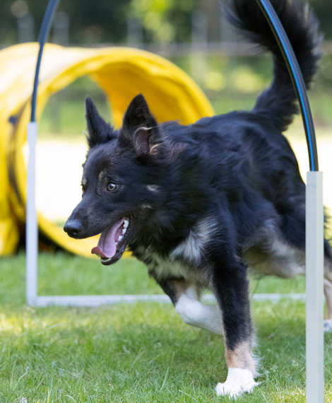 bdtc hoopers black dog