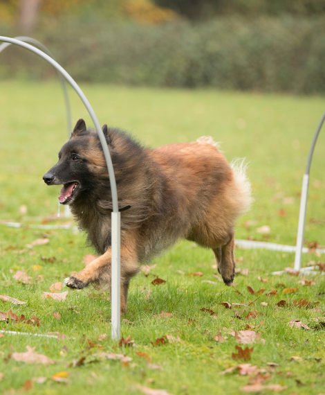 bdtc hoopers dog 2