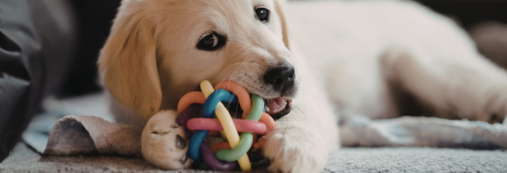 bdtc puppy chewing