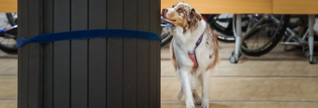 bdtc scent work banner