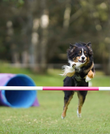 bdtc agility